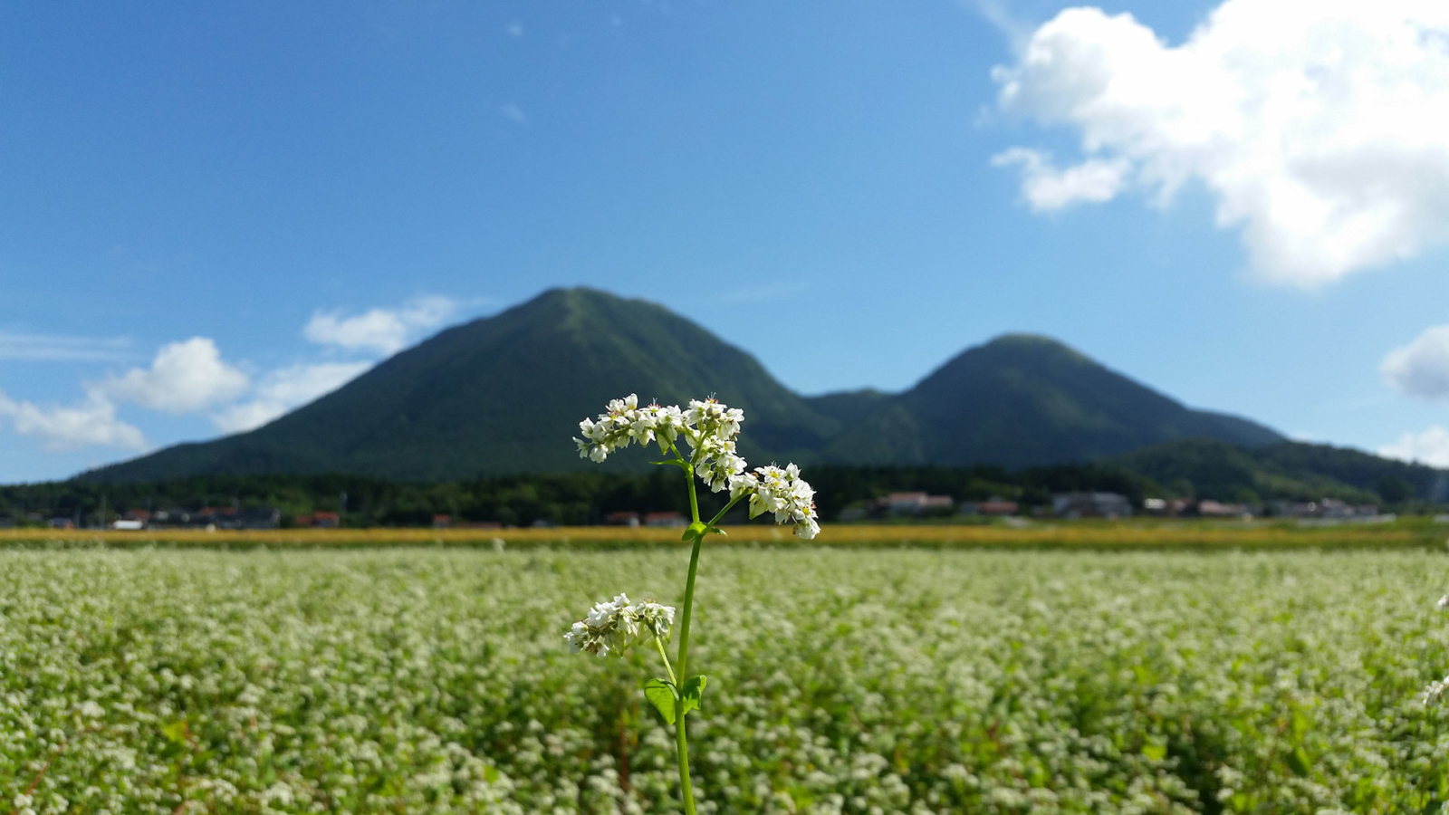 三瓶山と蕎麦の花